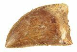 Serrated, Carcharodontosaurus Tooth - Morocco #276010-1